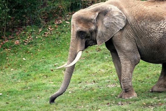 Afrikanischer Elefant Opel Zoo Kromberg 2014