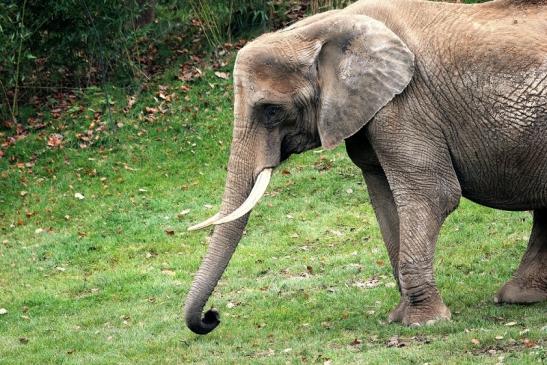 Afrikanischer Elefant Opel Zoo Kromberg 2014