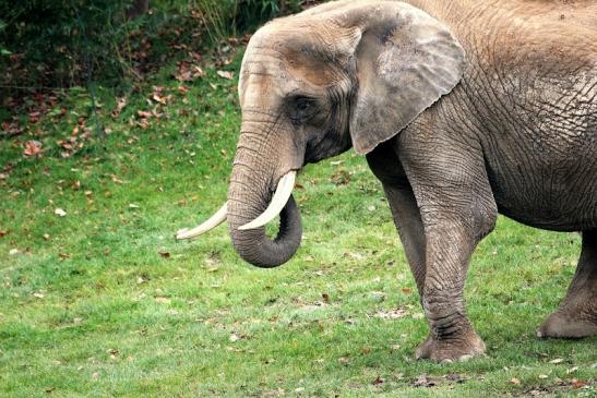 Afrikanischer Elefant Opel Zoo Kromberg 2014