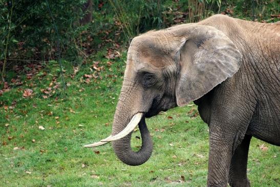 Afrikanischer Elefant Opel Zoo Kromberg 2014