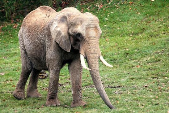 Afrikanischer Elefant Opel Zoo Kromberg 2014