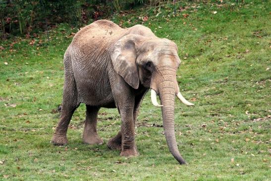 Afrikanischer Elefant Opel Zoo Kromberg 2014