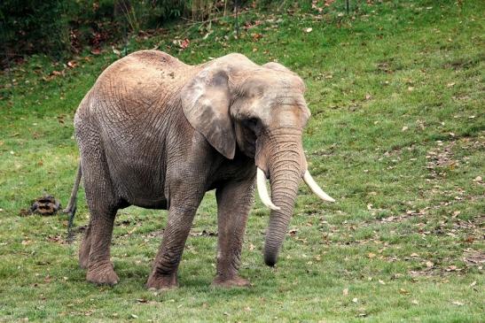 Afrikanischer Elefant Opel Zoo Kromberg 2014