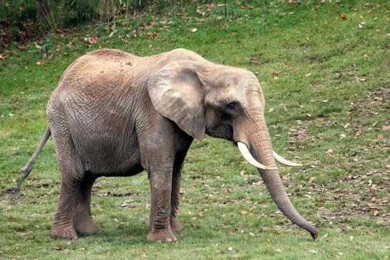 Afrikanischer Elefant Opel Zoo Kromberg 2014