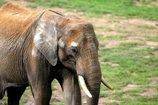 Afrikanischer Elefant Opel Zoo Kromberg 2014