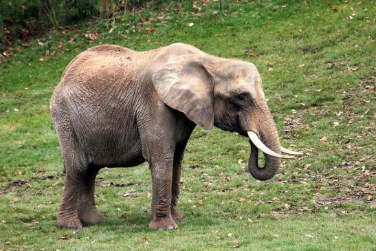 Afrikanischer Elefant Opel Zoo Kromberg 2014