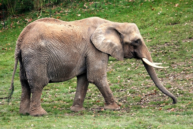 Afrikanischer Elefant Opel Zoo Kromberg 2014