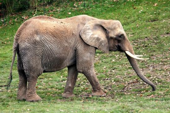 Afrikanischer Elefant Opel Zoo Kromberg 2014