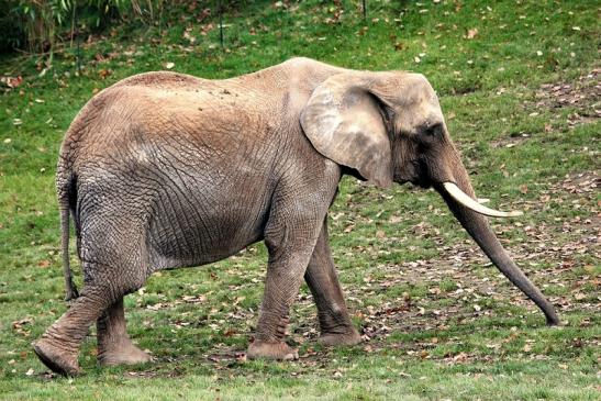 Afrikanischer Elefant Opel Zoo Kromberg 2014