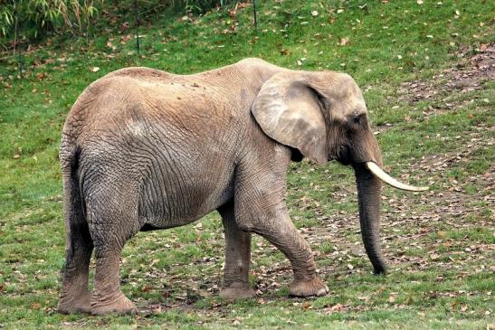 Afrikanischer Elefant Opel Zoo Kromberg 2014