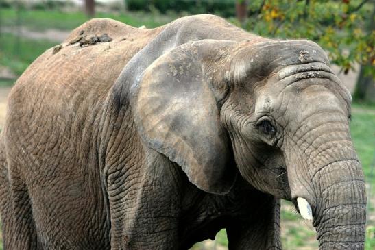 Afrikanischer Elefant Opel Zoo Kromberg 2014