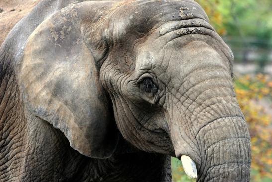 Afrikanischer Elefant Opel Zoo Kromberg 2014