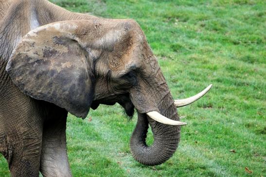 Afrikanischer Elefant Opel Zoo Kromberg 2014