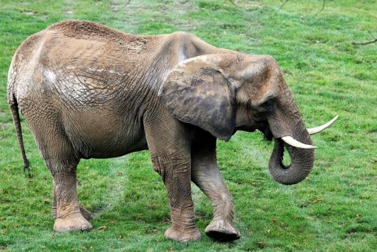 Afrikanischer Elefant Opel Zoo Kromberg 2014