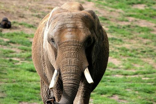 Afrikanischer Elefant Opel Zoo Kromberg 2014