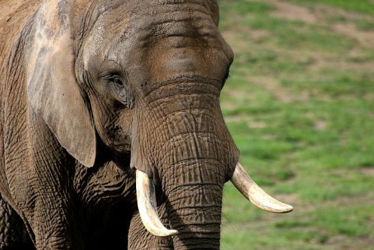 Afrikanischer Elefant Opel Zoo Kromberg 2014