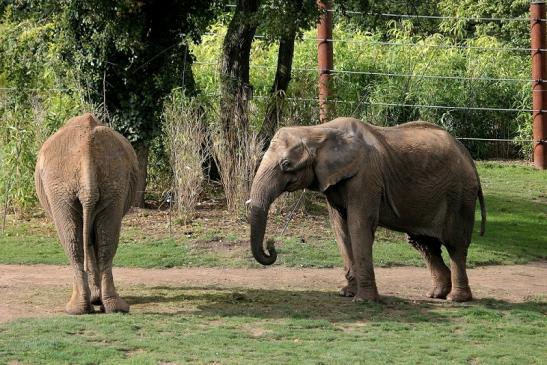 Afrikanischer Elefant Opel Zoo Kromberg 2014