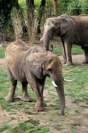 Afrikanischer Elefant Opel Zoo Kromberg 2014