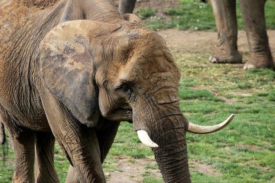 Afrikanischer Elefant Opel Zoo Kromberg 2014