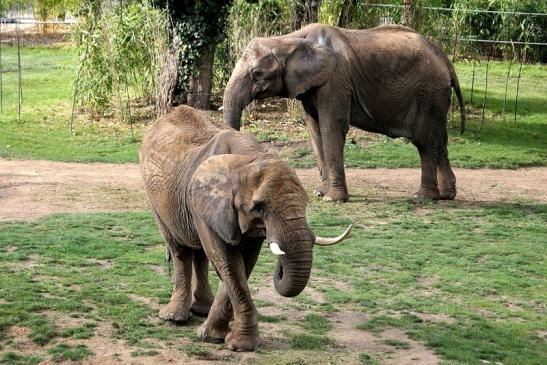 Afrikanischer Elefant Opel Zoo Kromberg 2014