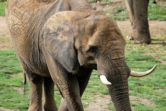 Afrikanischer Elefant Opel Zoo Kromberg 2014