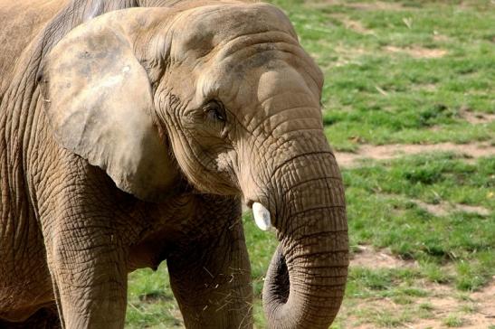 Afrikanischer Elefant Opel Zoo Kromberg 2015