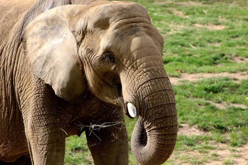 Afrikanischer Elefant Opel Zoo Kromberg 2015