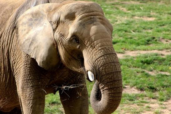 Afrikanischer Elefant Opel Zoo Kromberg 2015