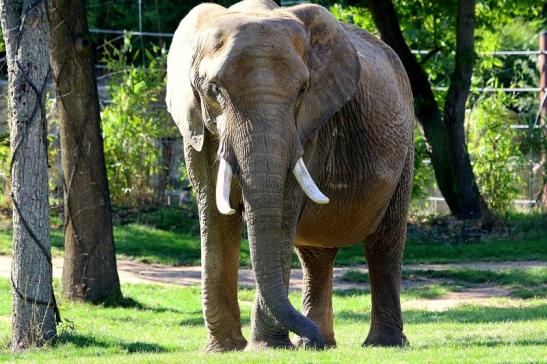 Afrikanischer Elefant Opel Zoo Kromberg 2015