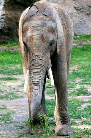 Afrikanischer Elefant Opel Zoo Kromberg 2015