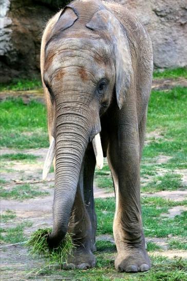 Afrikanischer Elefant Opel Zoo Kromberg 2015