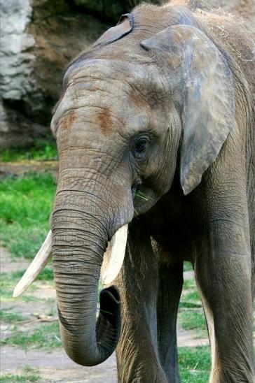 Afrikanischer Elefant Opel Zoo Kromberg 2015