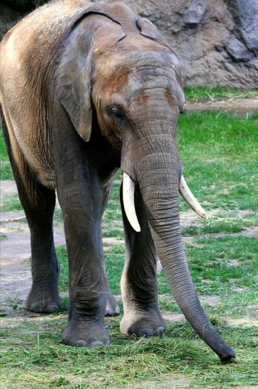 Afrikanischer Elefant Opel Zoo Kromberg 2015