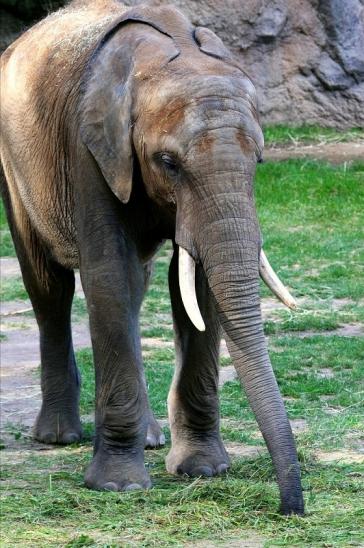 Afrikanischer Elefant Opel Zoo Kromberg 2015