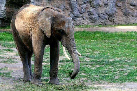 Afrikanischer Elefant Opel Zoo Kromberg 2015