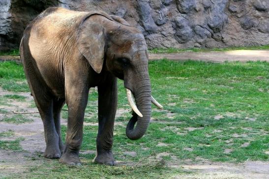 Afrikanischer Elefant Opel Zoo Kromberg 2015