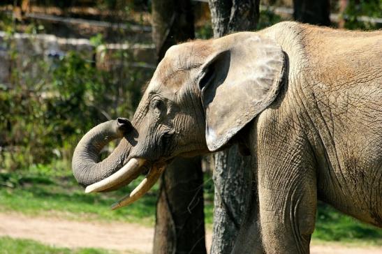 Afrikanischer Elefant Opel Zoo Kromberg 2015
