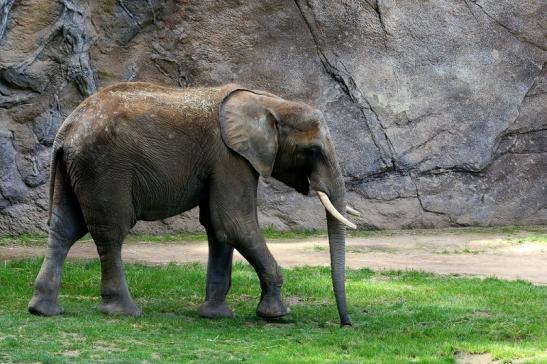 Afrikanischer Elefant Opel Zoo Kromberg 2015