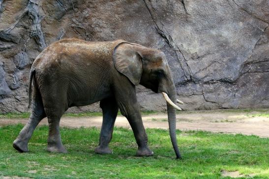 Afrikanischer Elefant Opel Zoo Kromberg 2015