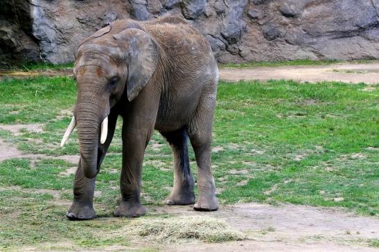 Afrikanischer Elefant Opel Zoo Kromberg 2015