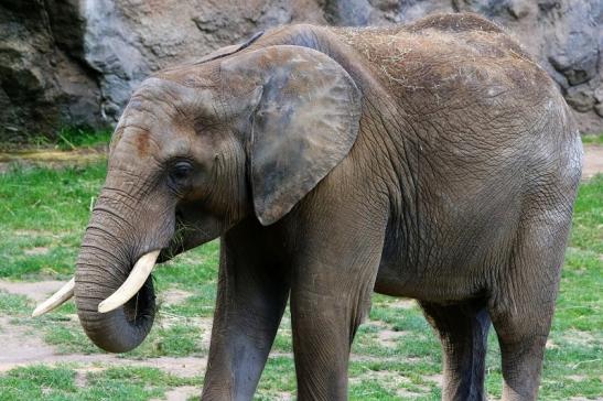 Afrikanischer Elefant Opel Zoo Kromberg 2015