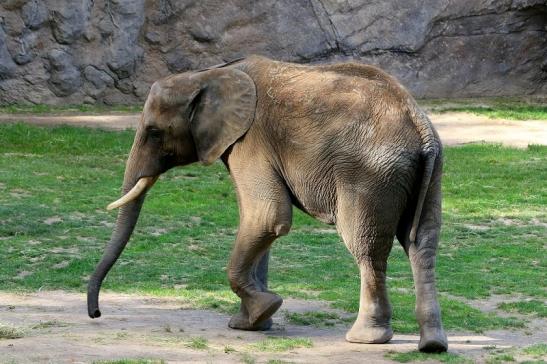 Afrikanischer Elefant Opel Zoo Kromberg 2015