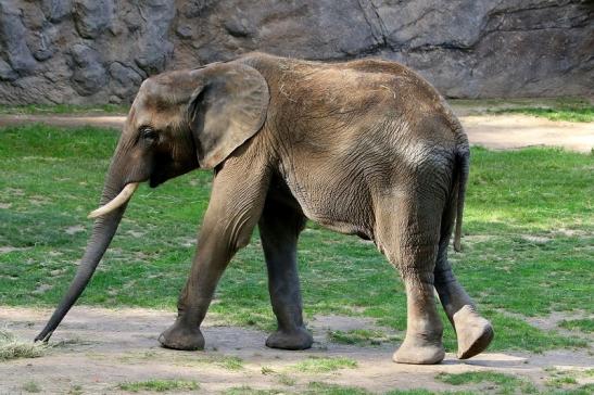 Afrikanischer Elefant Opel Zoo Kromberg 2015