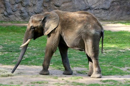 Afrikanischer Elefant Opel Zoo Kromberg 2015