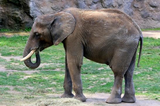 Afrikanischer Elefant Opel Zoo Kromberg 2015