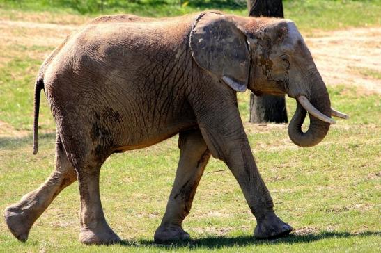 Afrikanischer Elefant Opel Zoo Kromberg 2015