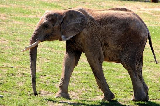 Afrikanischer Elefant Opel Zoo Kromberg 2015