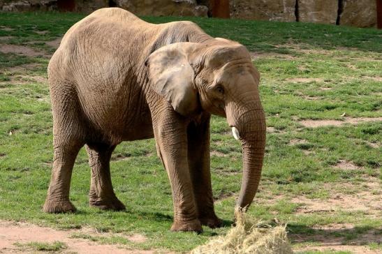 Afrikanischer Elefant Opel Zoo Kromberg 2015