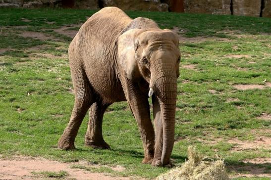 Afrikanischer Elefant Opel Zoo Kromberg 2015