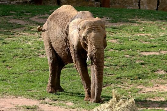 Afrikanischer Elefant Opel Zoo Kromberg 2015